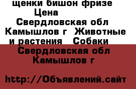 щенки бишон фризе › Цена ­ 20 000 - Свердловская обл., Камышлов г. Животные и растения » Собаки   . Свердловская обл.,Камышлов г.